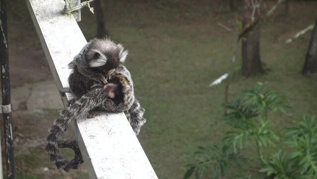 Funny Marmoset Monkeys on Board, One Cleaning Another From Ticks and Bugs
