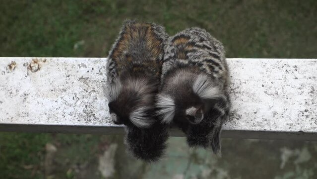 Couple of Marmoset Monkeys on Beam, Top Down View. Animals in Protected Area