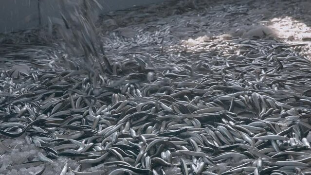 A large amount of ancovy fishes are caught and taking into trawlers yard in Black Sea.
