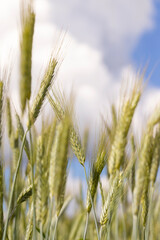 Wheat field with unripe wheat swaying in the wind