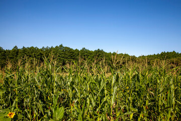 an agricultural field where unripe green corn grows