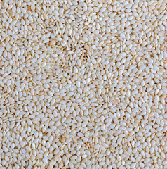 a large number of white dried sesame seeds