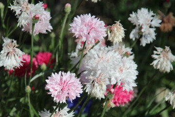 pink flowers in the garden, Fort Edmonton Park, Edmonton, Alberta