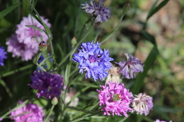 Bachelor Buttons In Bloom, Fort Edmonton Park, Edmonton, Alberta