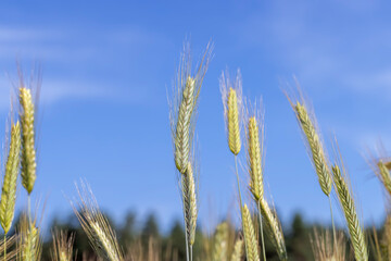 Obraz premium An agricultural field where cereals are grown to harvest grain