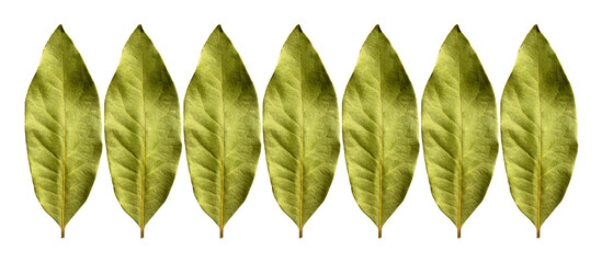 Daphne leaf, bay leaf, Laurus nobilis leaf, isolated on white background