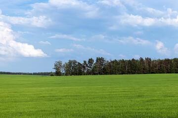 Wheat field with unripe wheat swaying in the wind