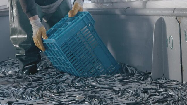 Anchovy fishes are being packed in trawlers yard. 
