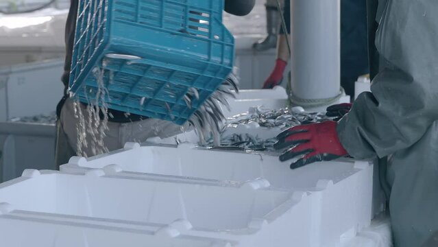 Anchovy fishes are being packed in trawlers yard. 