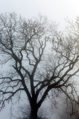 deciduous trees in winter after a snowfall