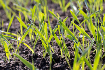 agricultural fields with a large number of young green cereal wheat as grass