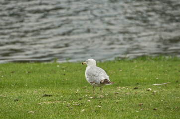 A Ring Billed Gull on the Grass