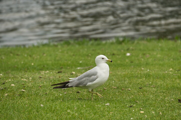 A Ring Billed Gull on the Grass