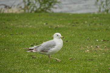 A Ring Billed Gull on the Grass