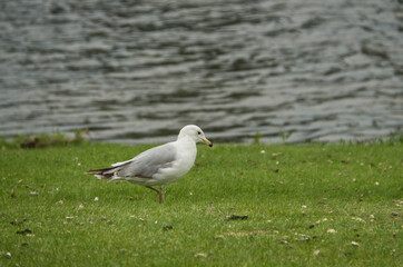 A Ring Billed Gull on the Grass