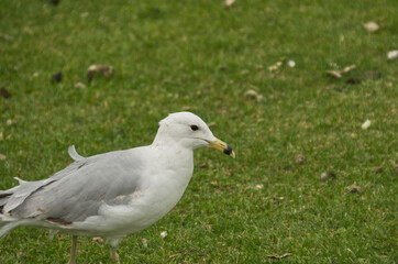 A Ring Billed Gull on the Grass