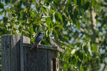 Tree Swallow on a Bird House