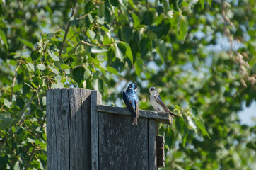 Tree Swallow on a Bird House