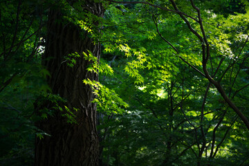 楓の葉と環境の緑化