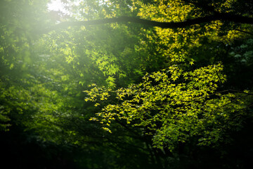 楓の葉と環境の緑化