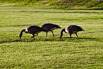 Canada geese resting at South East City Park Public Fishing Lake, Canyon, Texas in the Panhandle near Amarillo, Spring 2022.