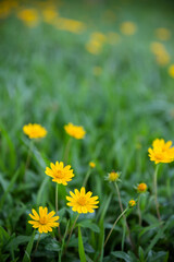 field of dandelions