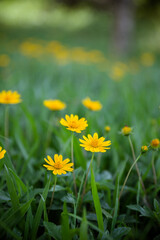 yellow flowers in the garden