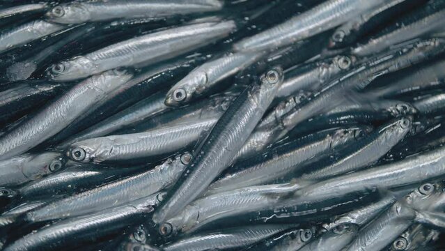 A large number of anchovy fishes seen in hunting season right after the net is drawn back into trawler.