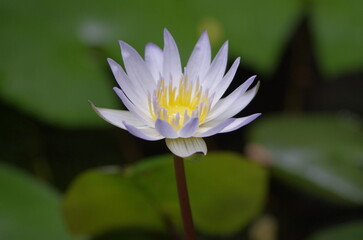 Purple Lotus