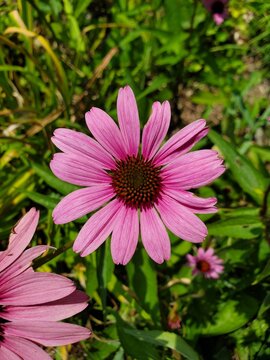 pink coneflower