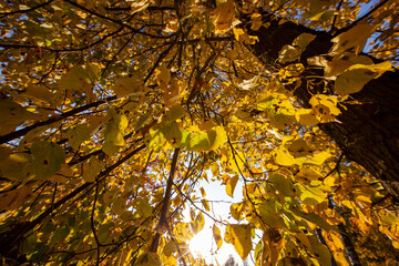 yellowed maple foliage on trees in the autumn season