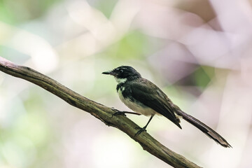 The Fantail Flycatchers on a branch
