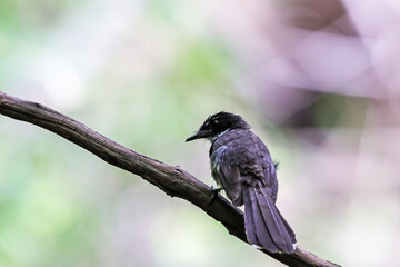 The Fantail Flycatchers on a branch