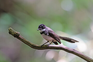 The Fantail Flycatchers on a branch