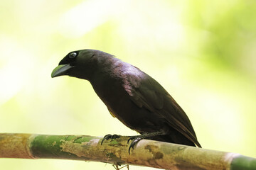 The Racket-tailed Treepie on a branch