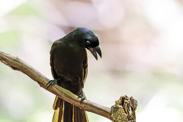 The Racket-tailed Treepie on a branch