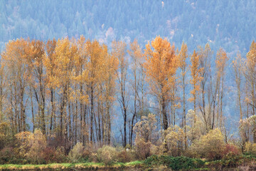 Fototapeta premium Fall Impression