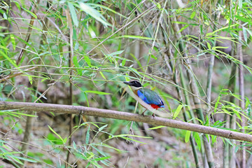 The Blue-winged Pitta on a branch