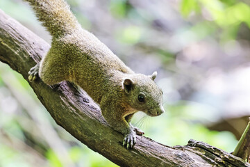 A chipmunk on a branch