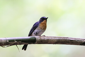 The Tickell's Blue Flycatcher on a branch