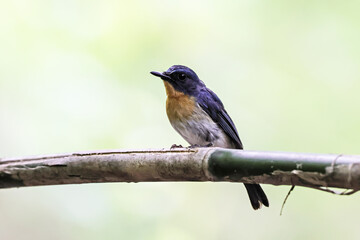 The Tickell's Blue Flycatcher on a branch