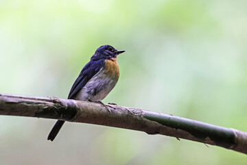 Fototapeta premium The Tickell's Blue Flycatcher on a branch
