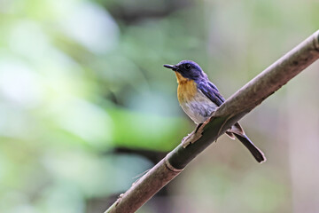 The Tickell's Blue Flycatcher on a branch