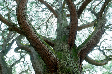 Fototapeta na wymiar 大きな木と環境
