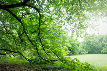 樹木の緑と休日の公園