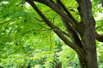 樹木の緑と休日の公園