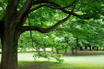 樹木の緑と休日の公園