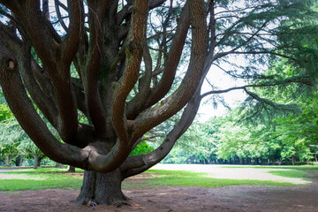 Fototapeta na wymiar 大きな木と休日の公園