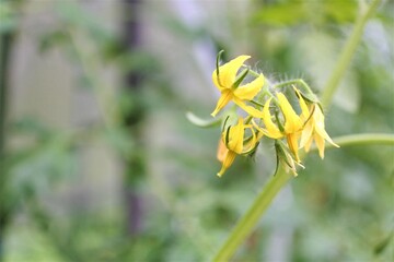 トマトの花のアップです。