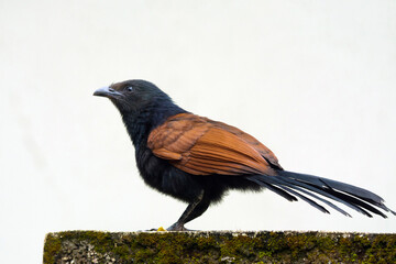 greater coucal
